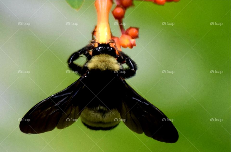 A bumblebee on a firebush,  amazing to see