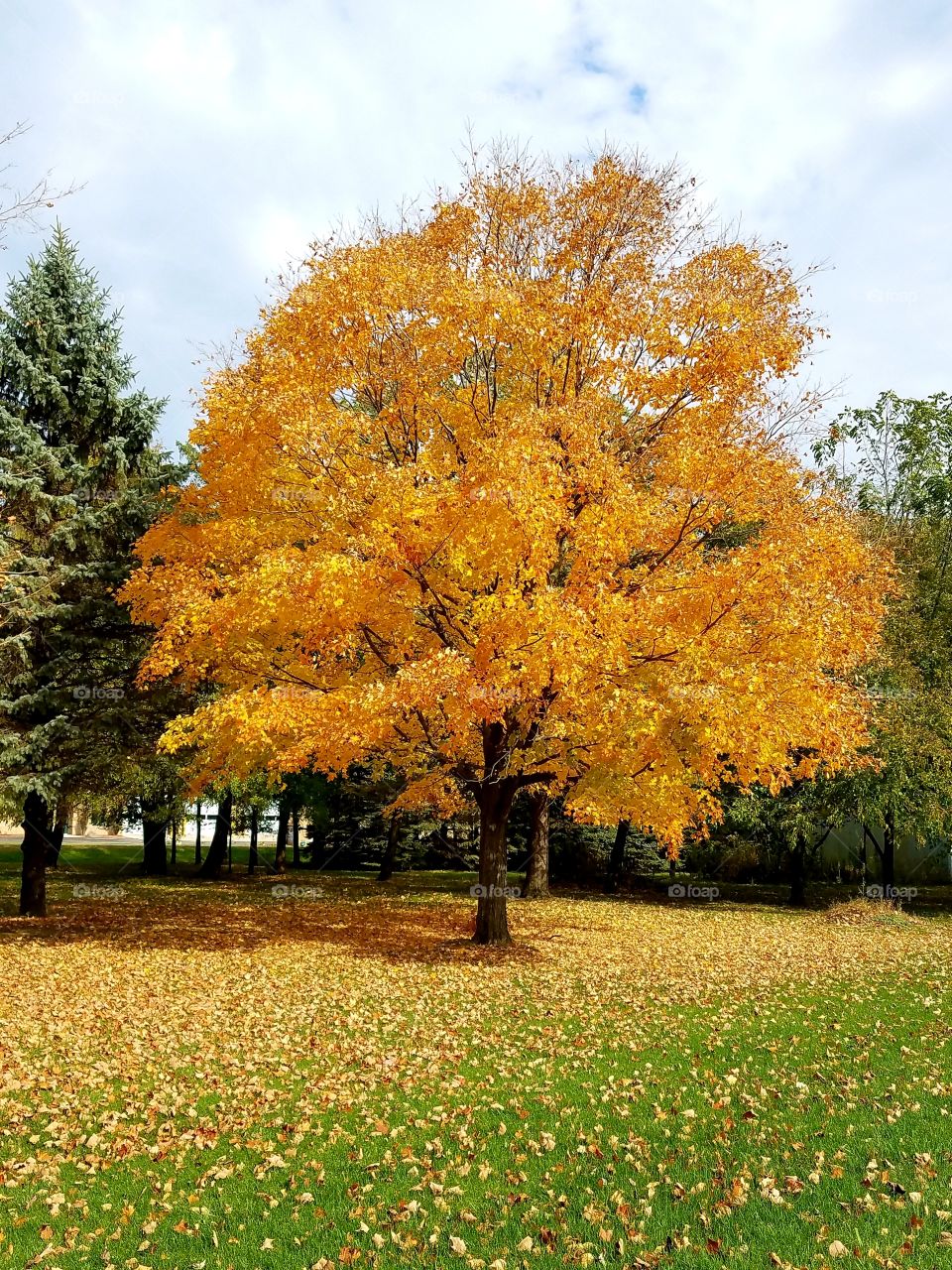 Autumn Leaves