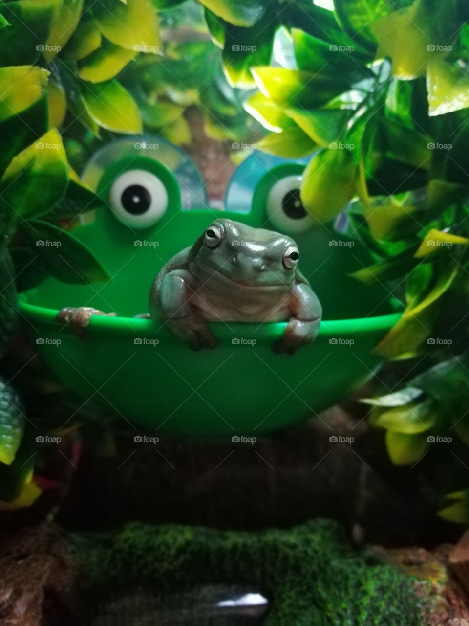 Angry white tree frog
