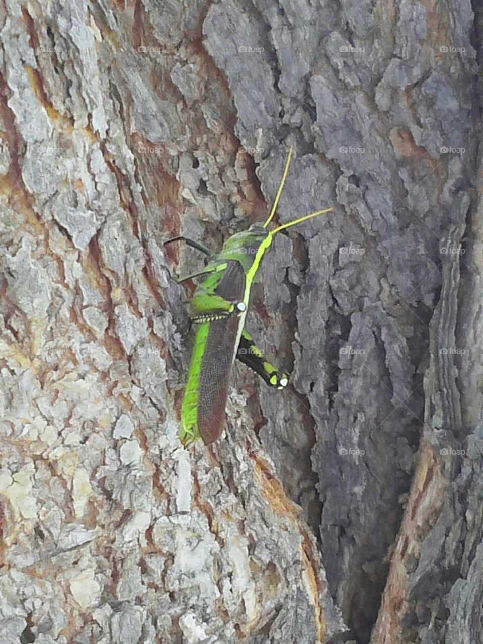 Grasshopper on a tree