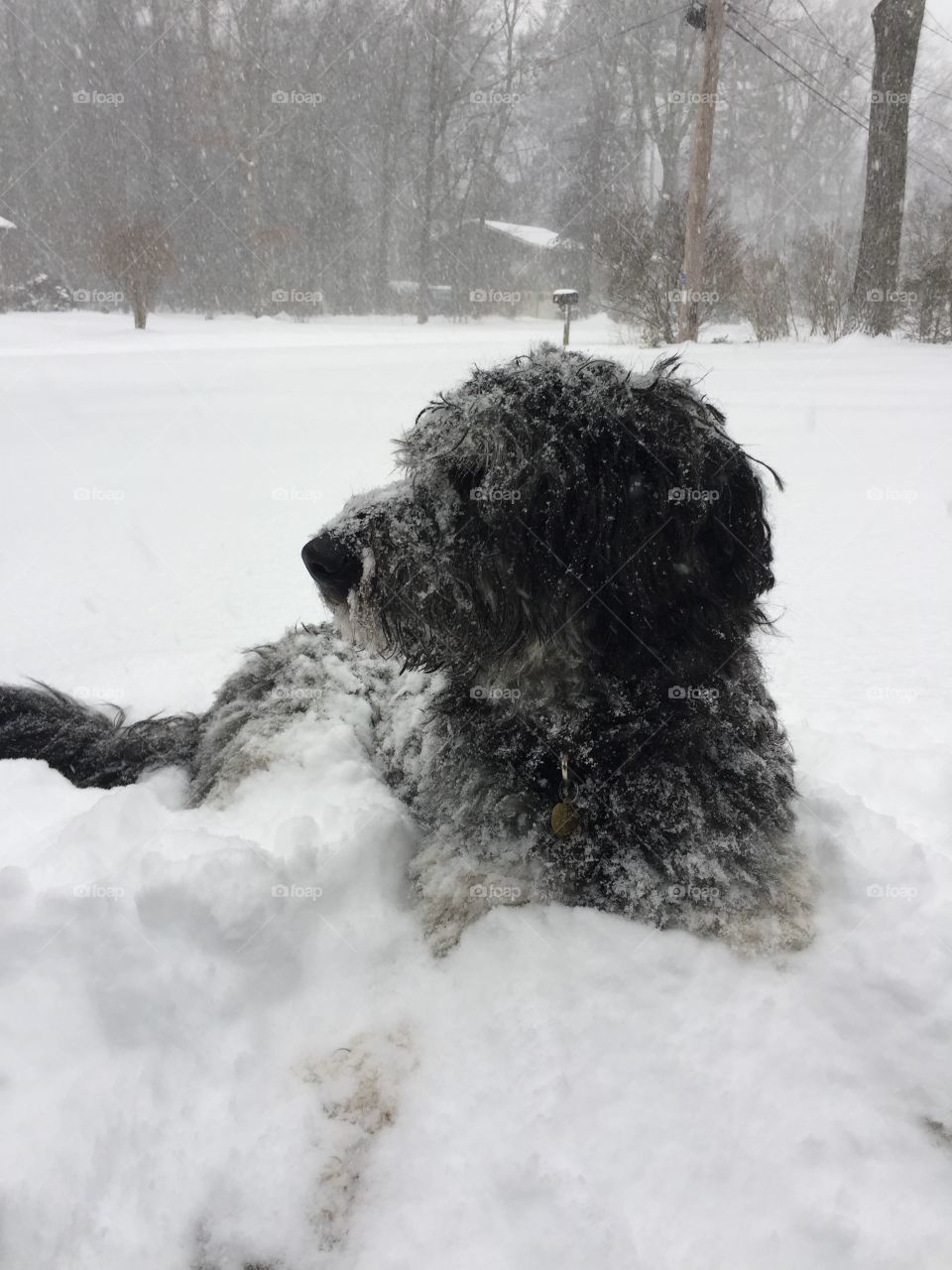 Pup in the snow