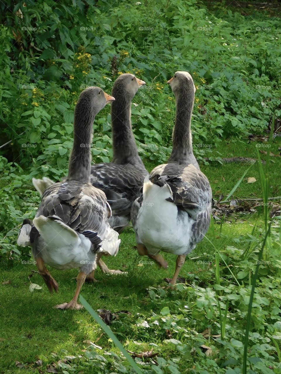 Geese