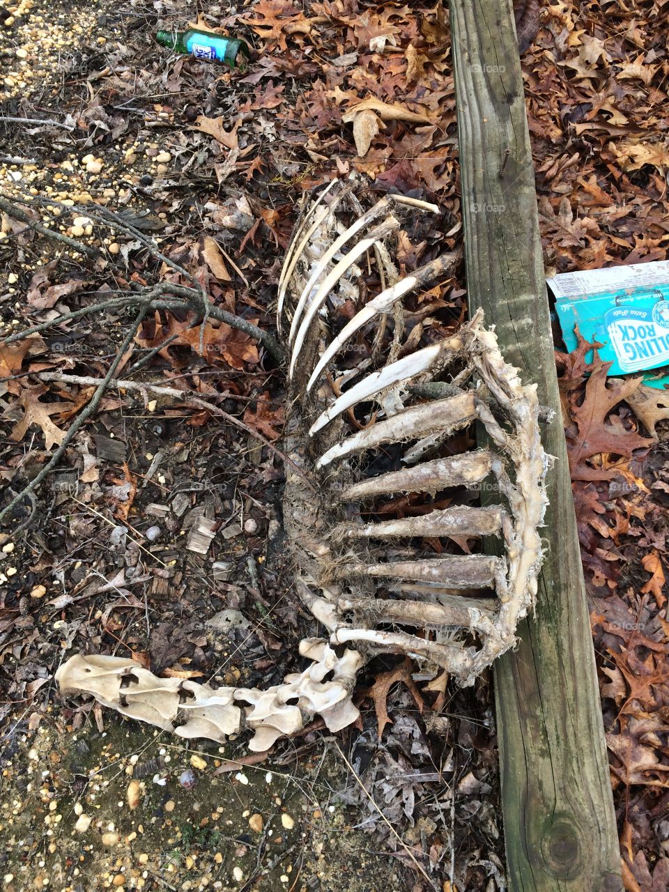 Skeletal remains seen out on the rzr 