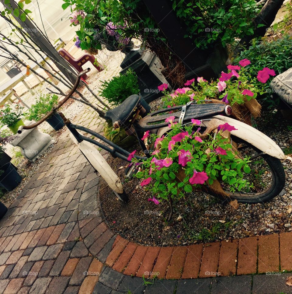 Old Bicycle With Flowers 