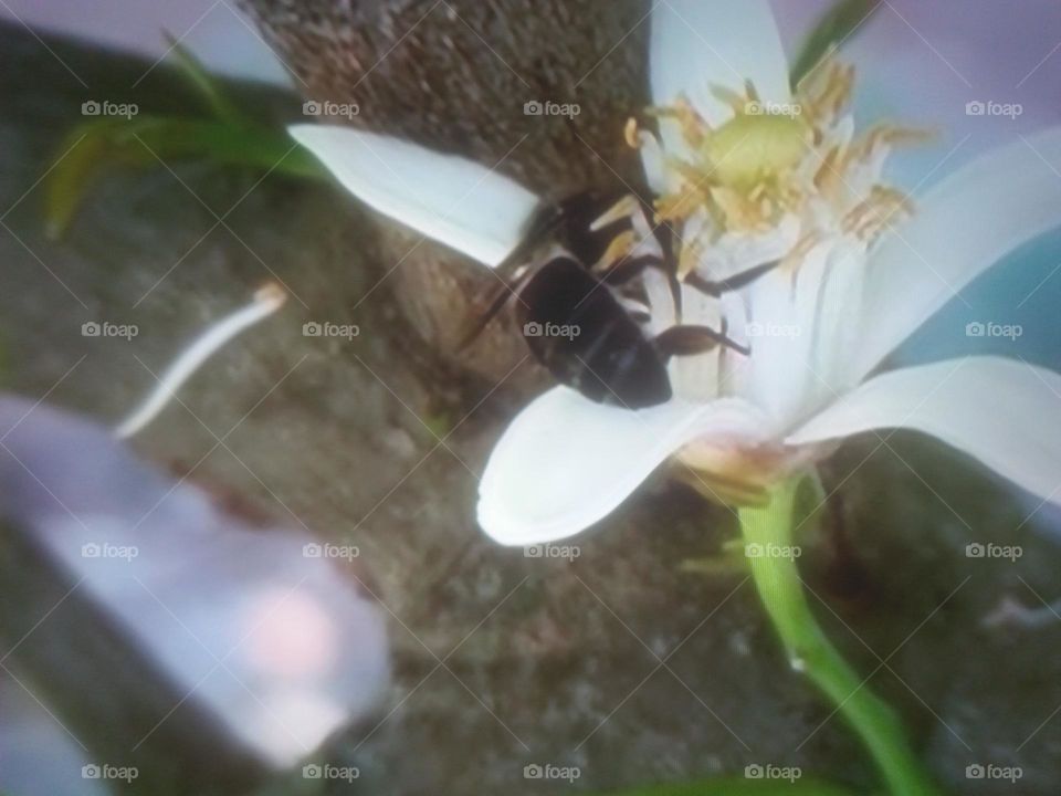 Beautiful bee on a flower