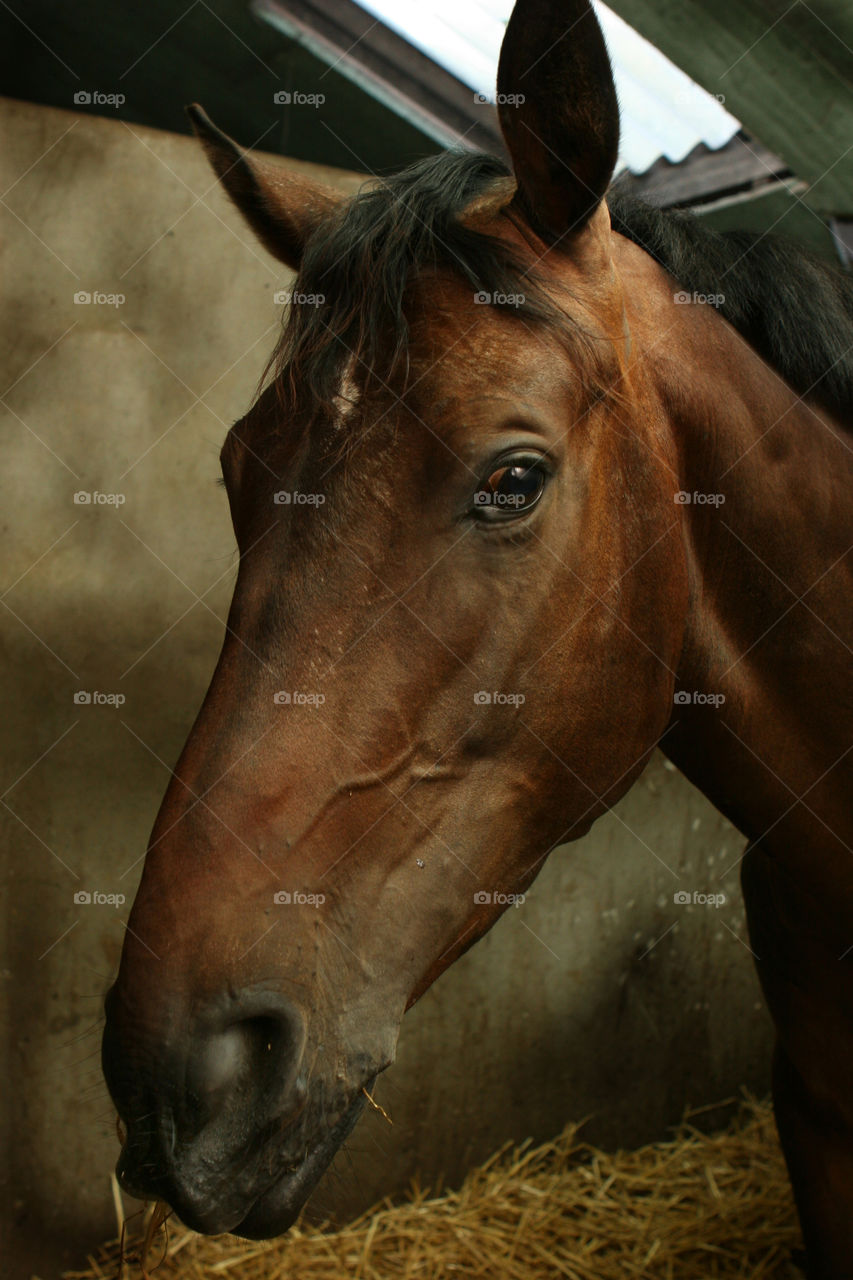 Close-up of horse