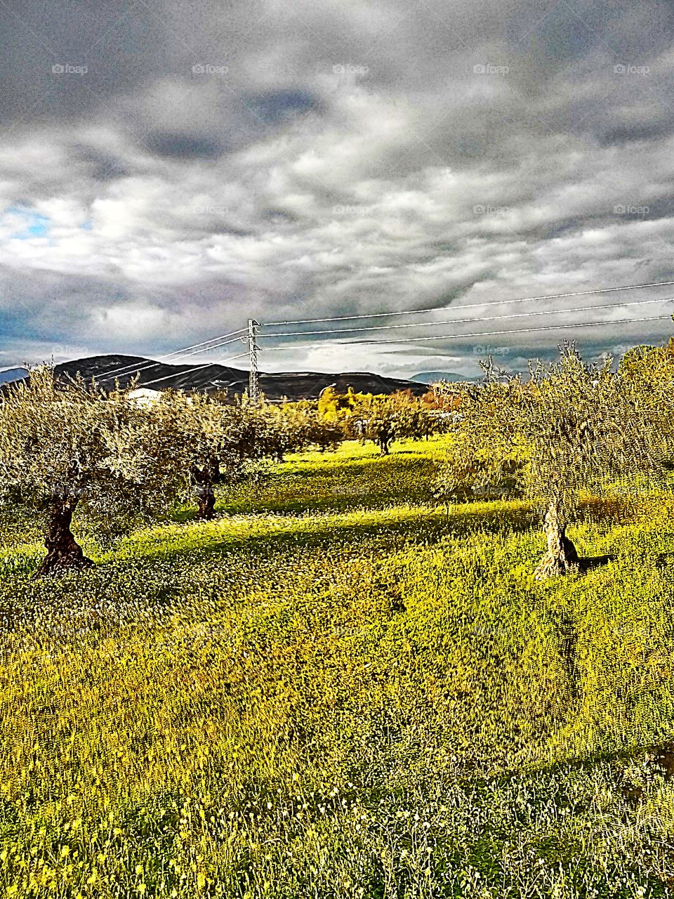 Olive grove