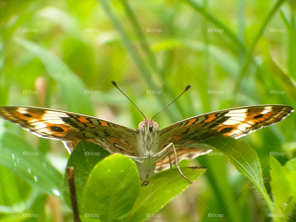 A butterfly in a low meadow.