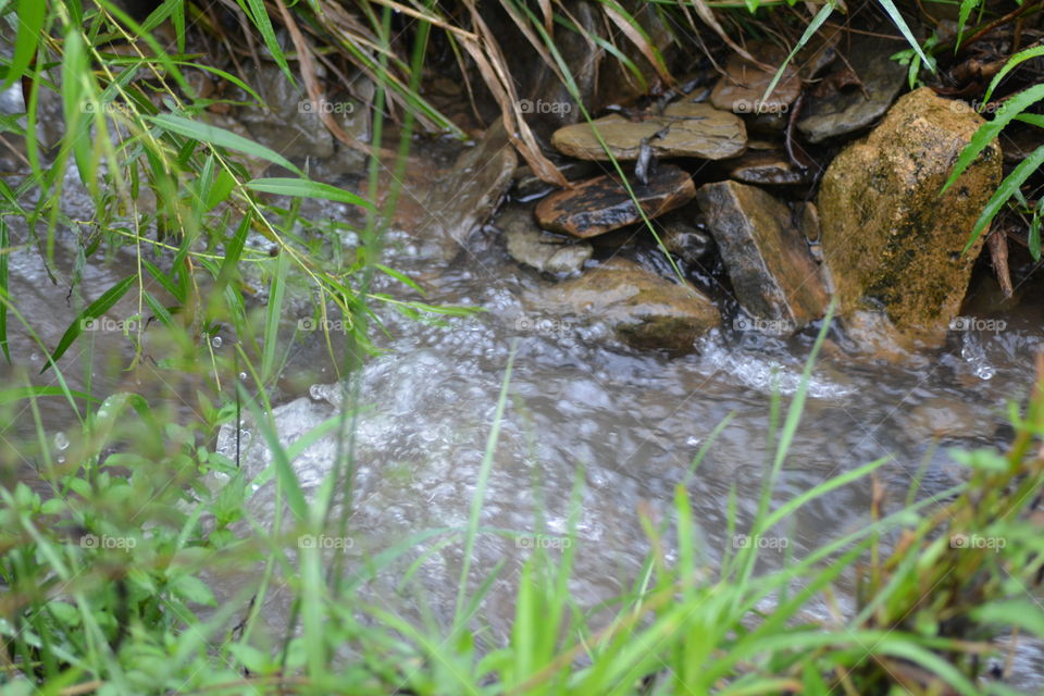 Water, Nature, River, Wet, Leaf