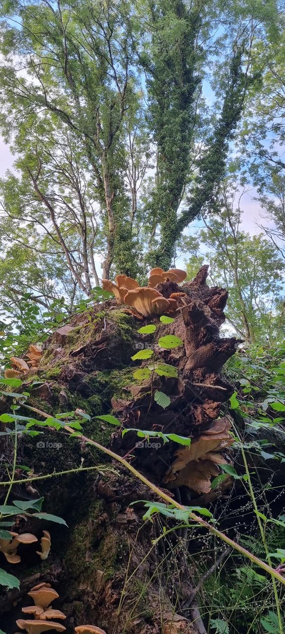 looking up beneath a fallen tree