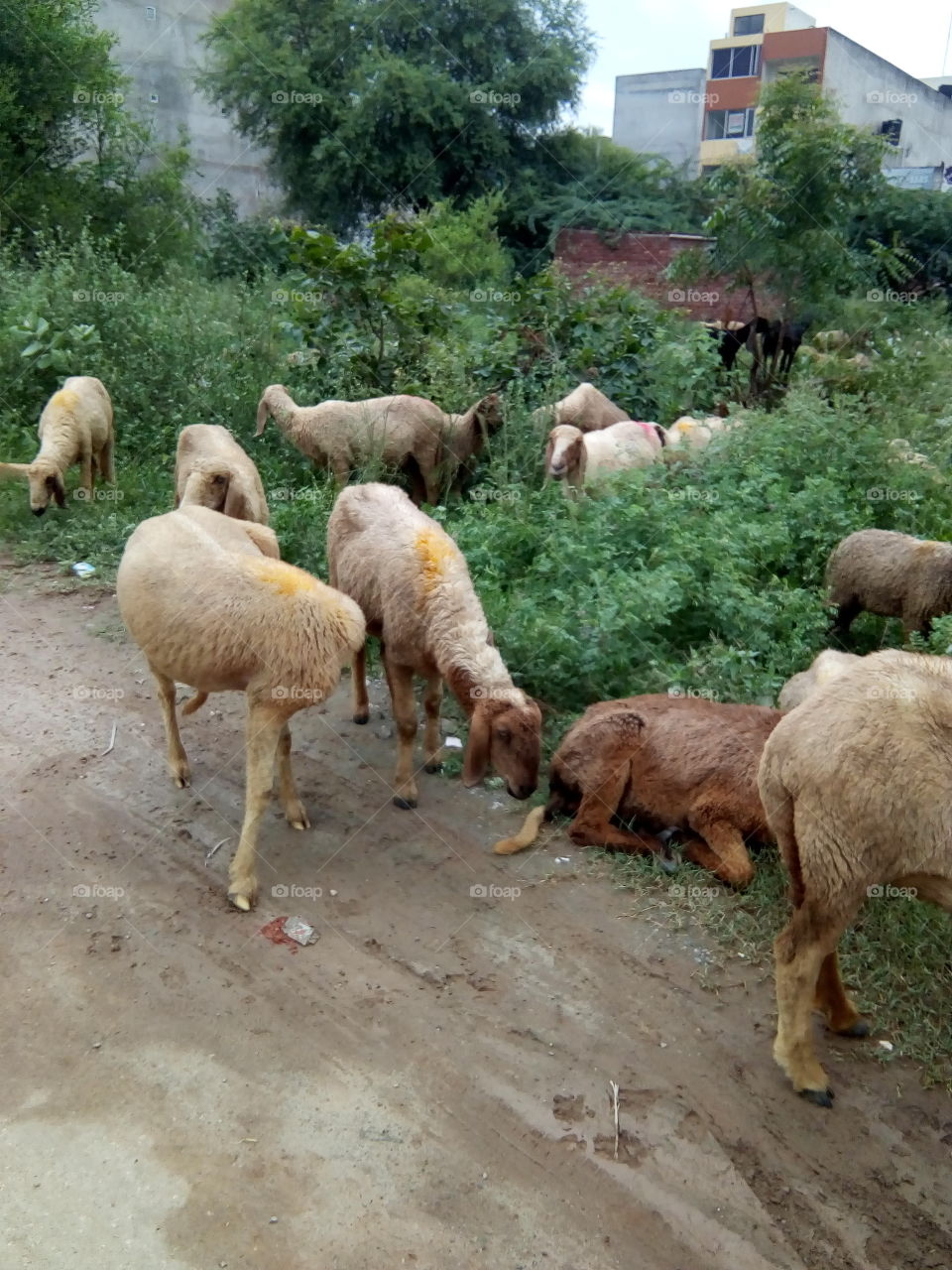 flock of sheeps in a ground.