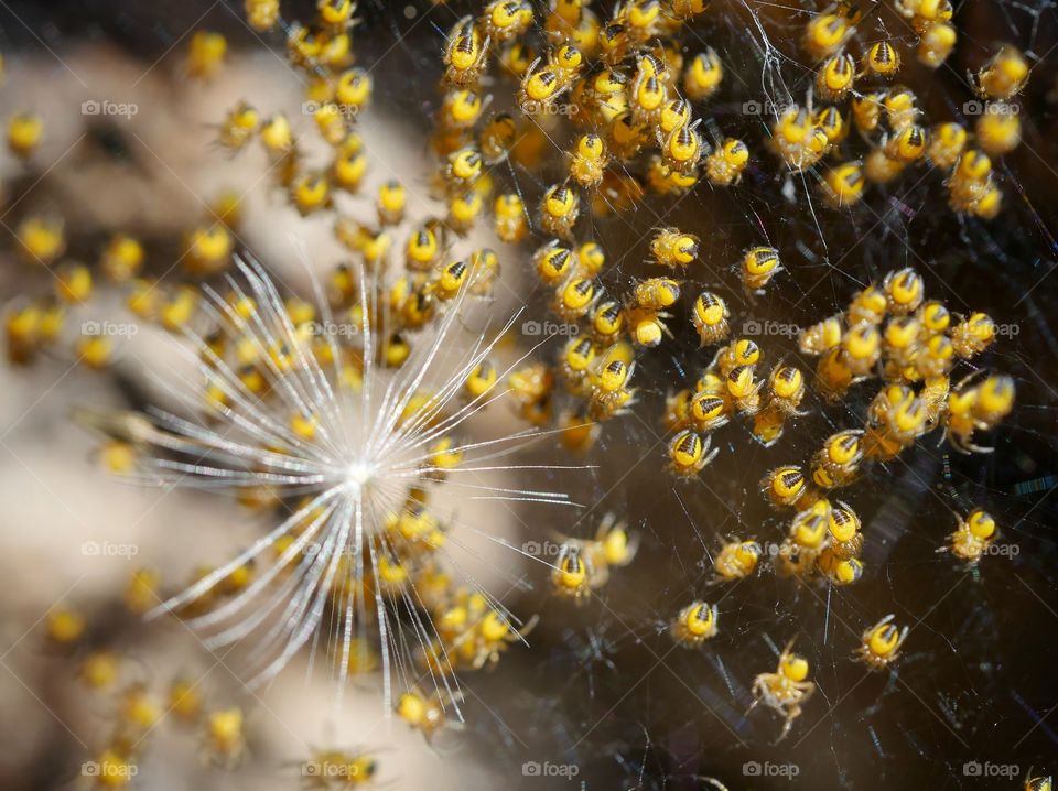 Tiny spider and dandelion seed on spider web