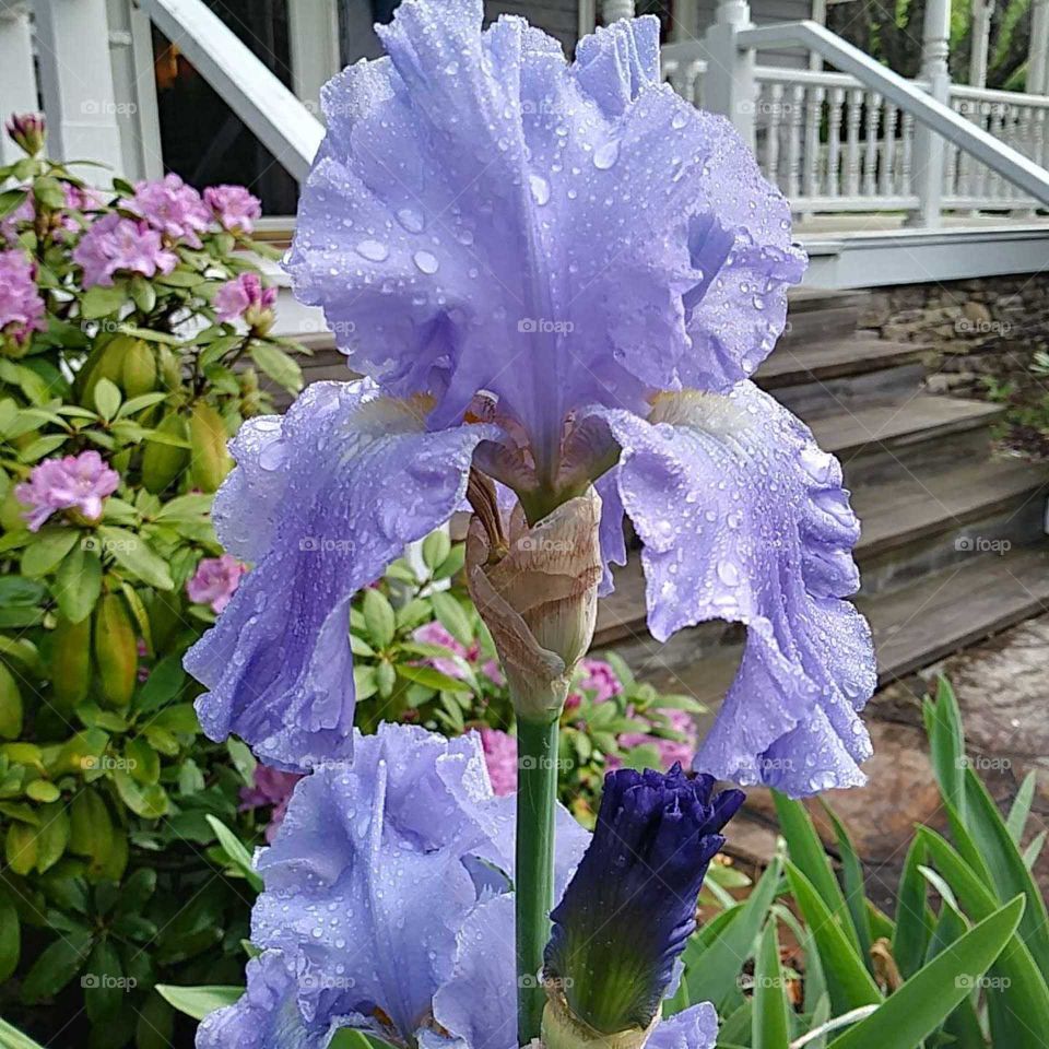 splendid iris