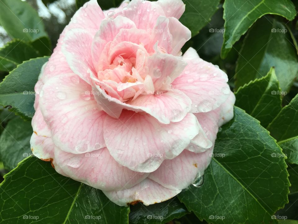 Close-up of fresh beautiful rose