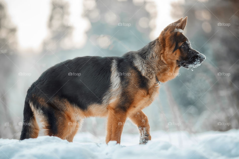 	Red cute german shepherd 5-th months puppy portrait at snow at the winter