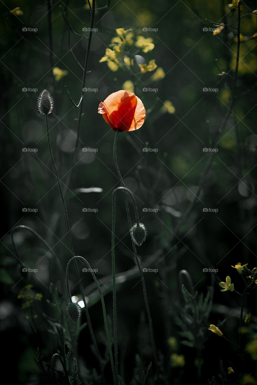 Poppy flower on dark green field