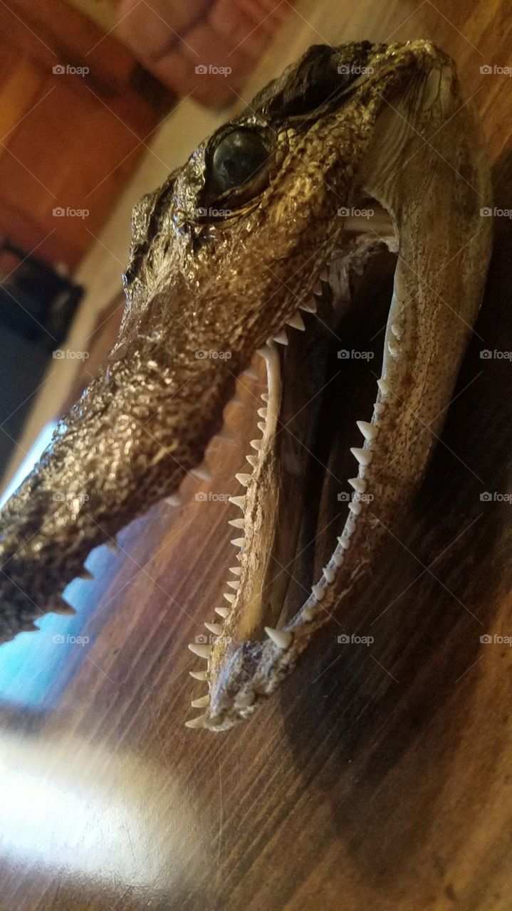 Gator head souvenir from Florida!