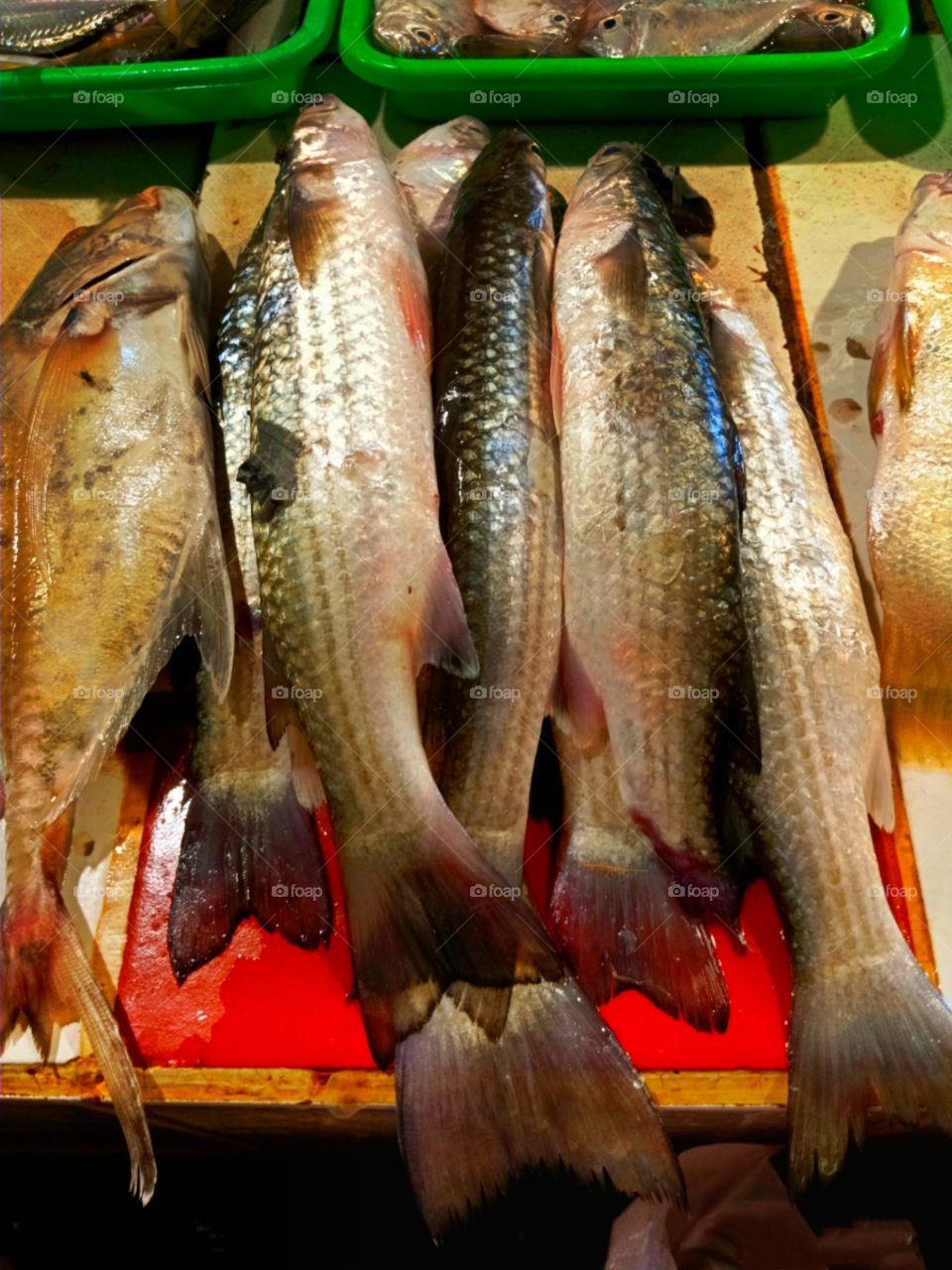 ikan