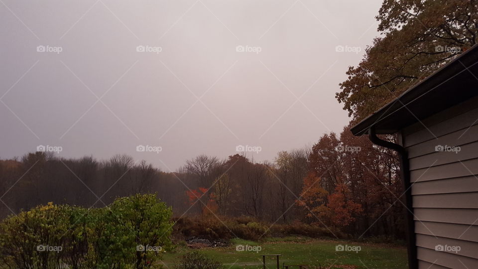 Tree, No Person, Fall, Fog, Dawn