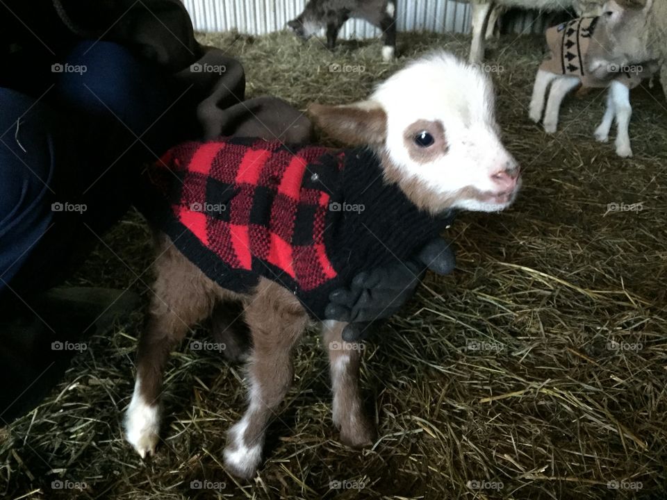 Baby lamb in a sweater