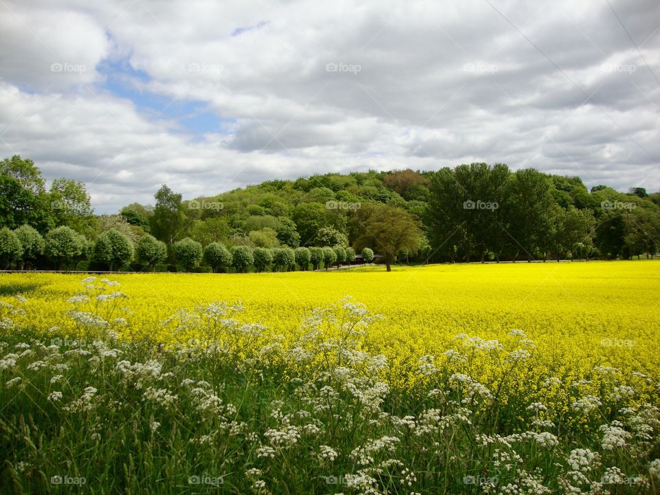 Field Of Gold. Field of yellow oil seed rape ..