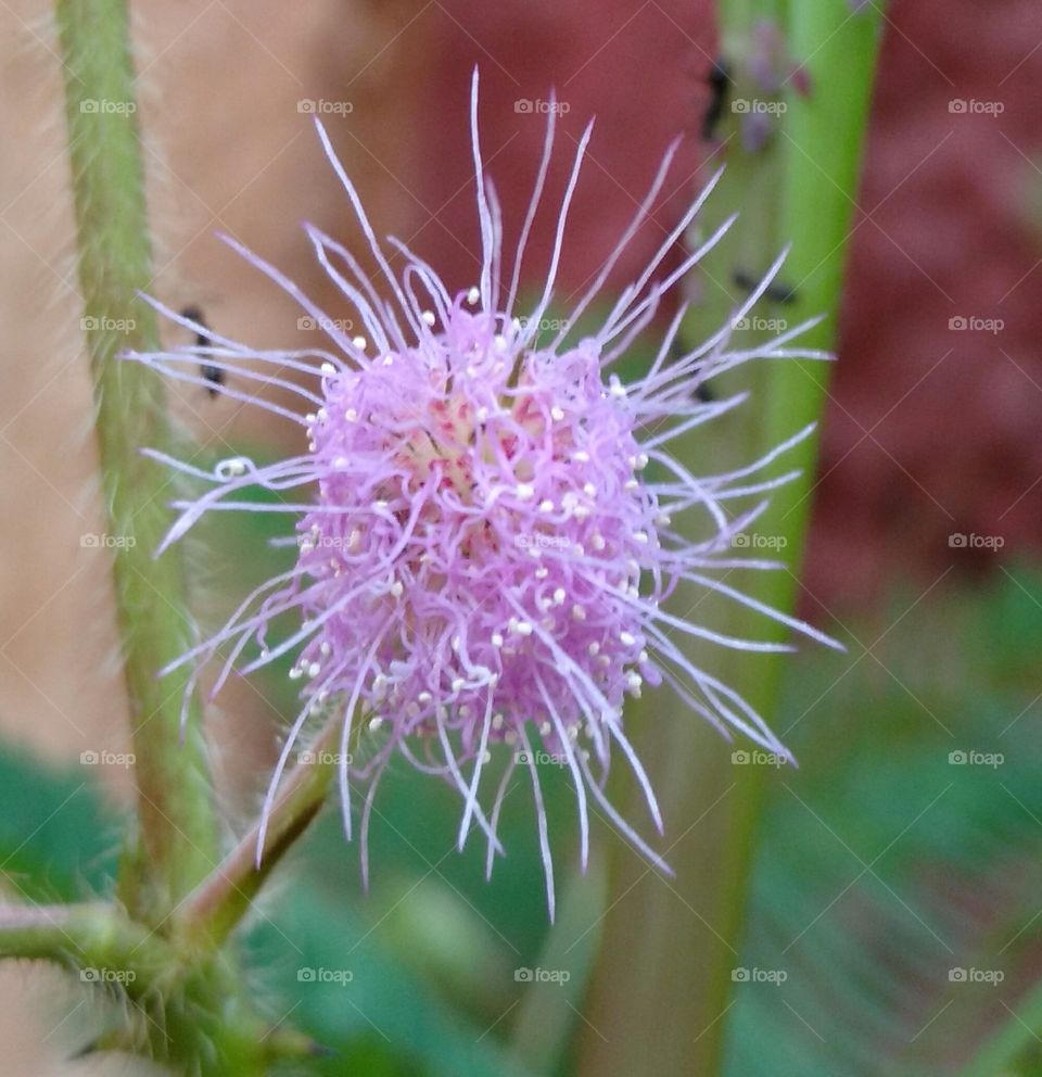 Nature, Flower, Flora, No Person, Leaf