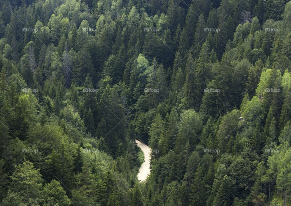 Evergreen pine forest and mountain wild road between trees