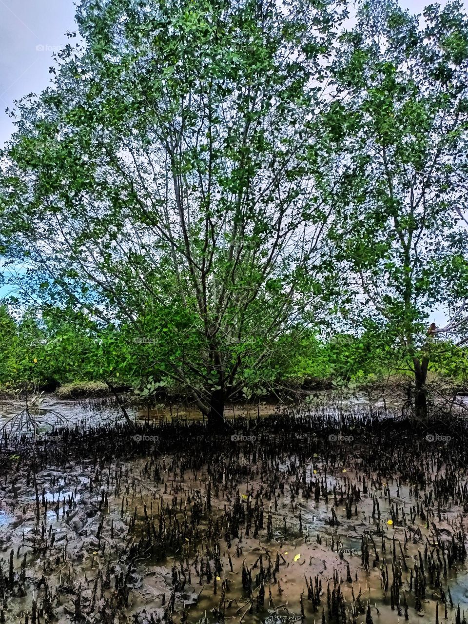 Cone roots of Sonneratia Mangroves found in North Sumatra, Indonesia. The roots grow vertically up from the underground root system.
