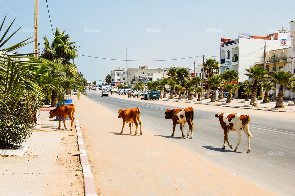 Hitchhiking in Morocco