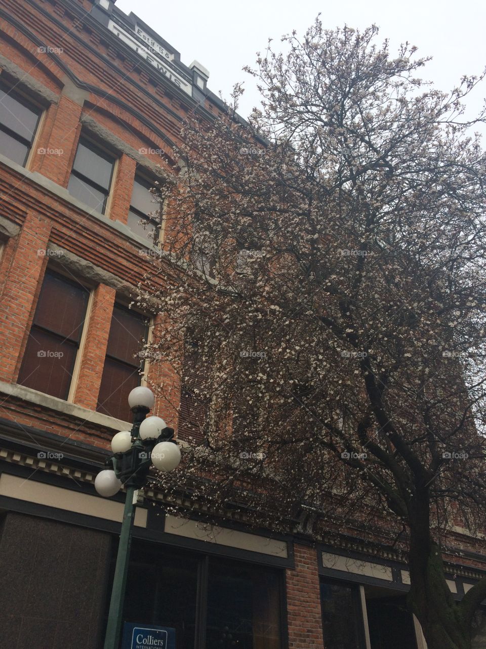 Cherry blossoms in bloom outside a brick building with street lamp 