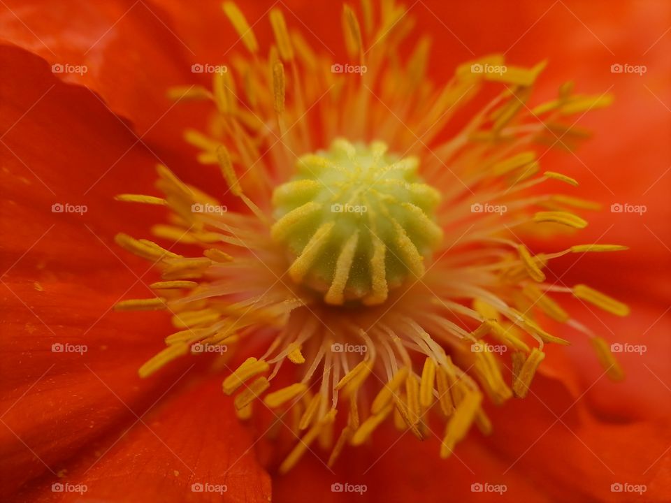 Orange macro flower