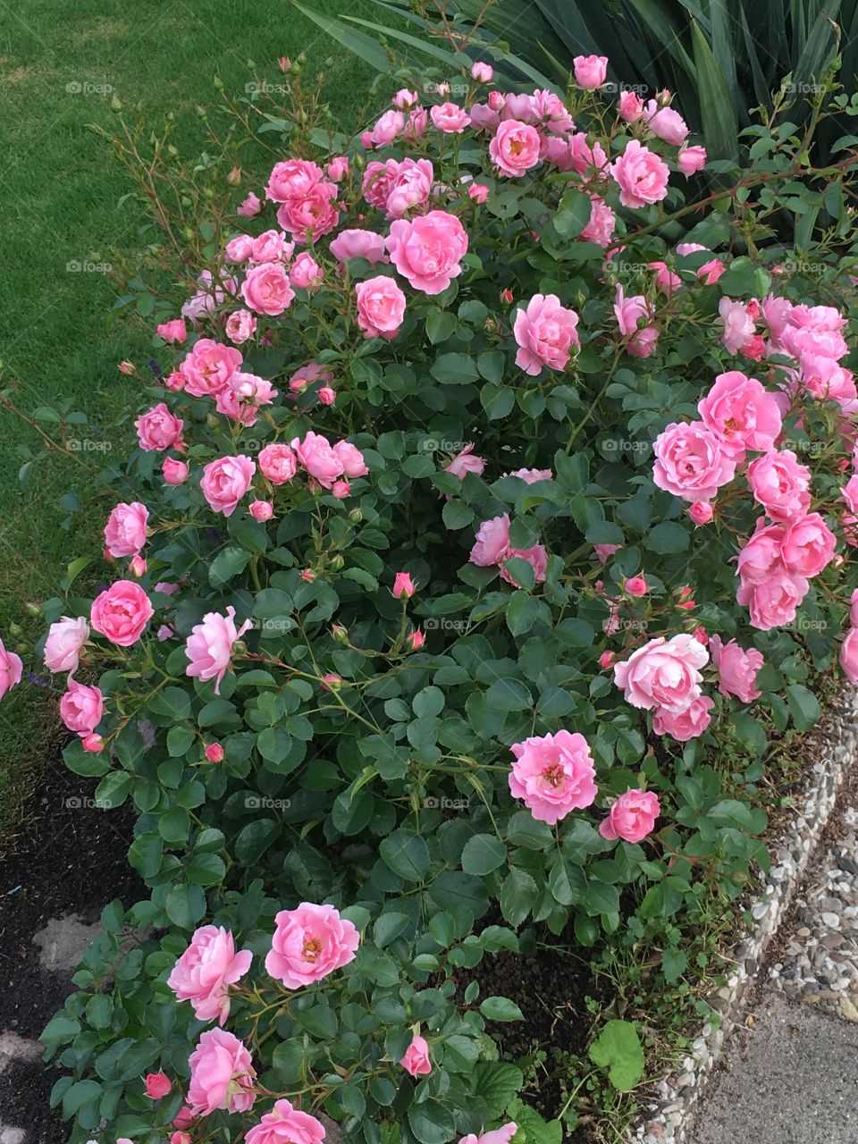 Pink rose bush 