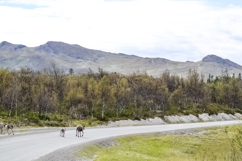 Beautiful landscape with reindeers and mountains