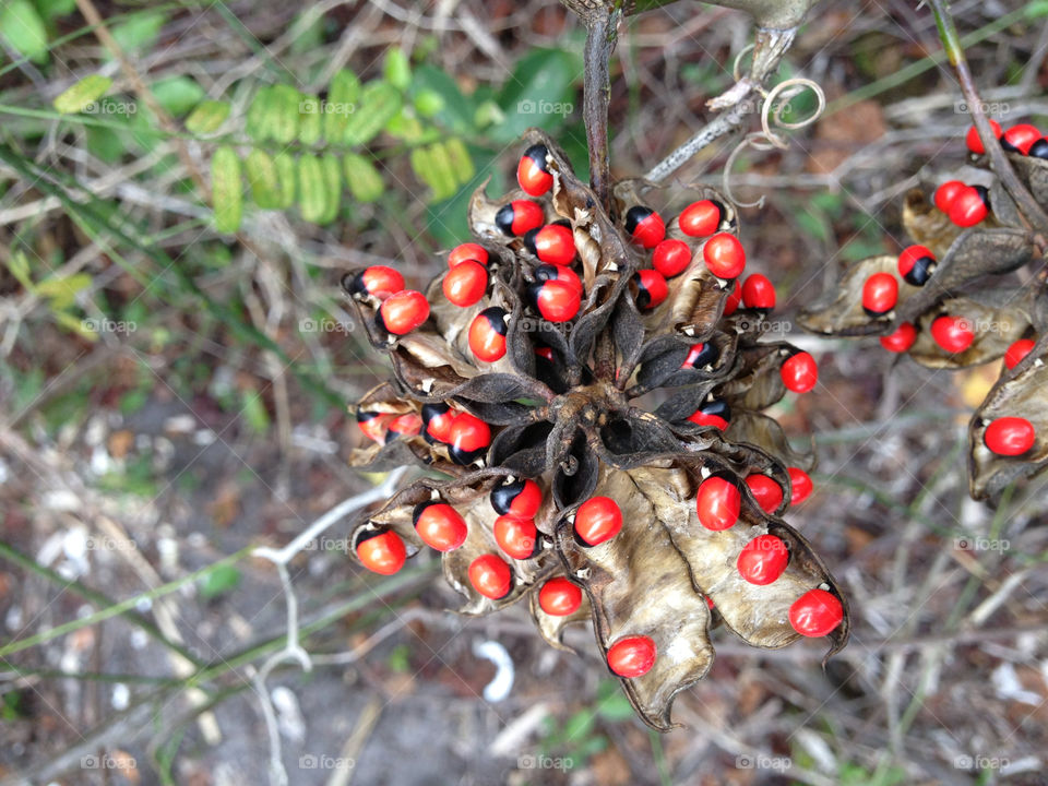 Red seeds