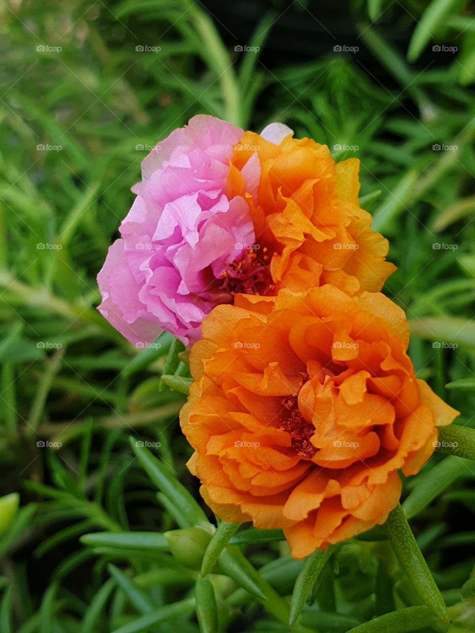 beautiful portulaca grandiflora