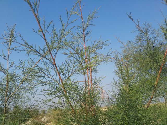 wild's tree