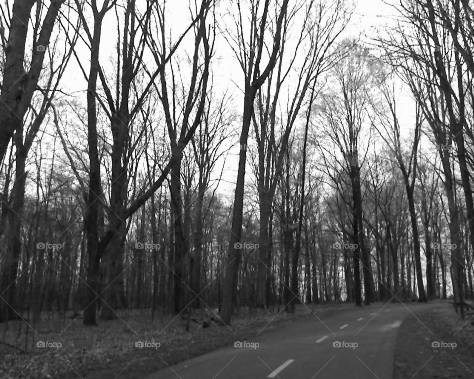 Trail Through the Forest