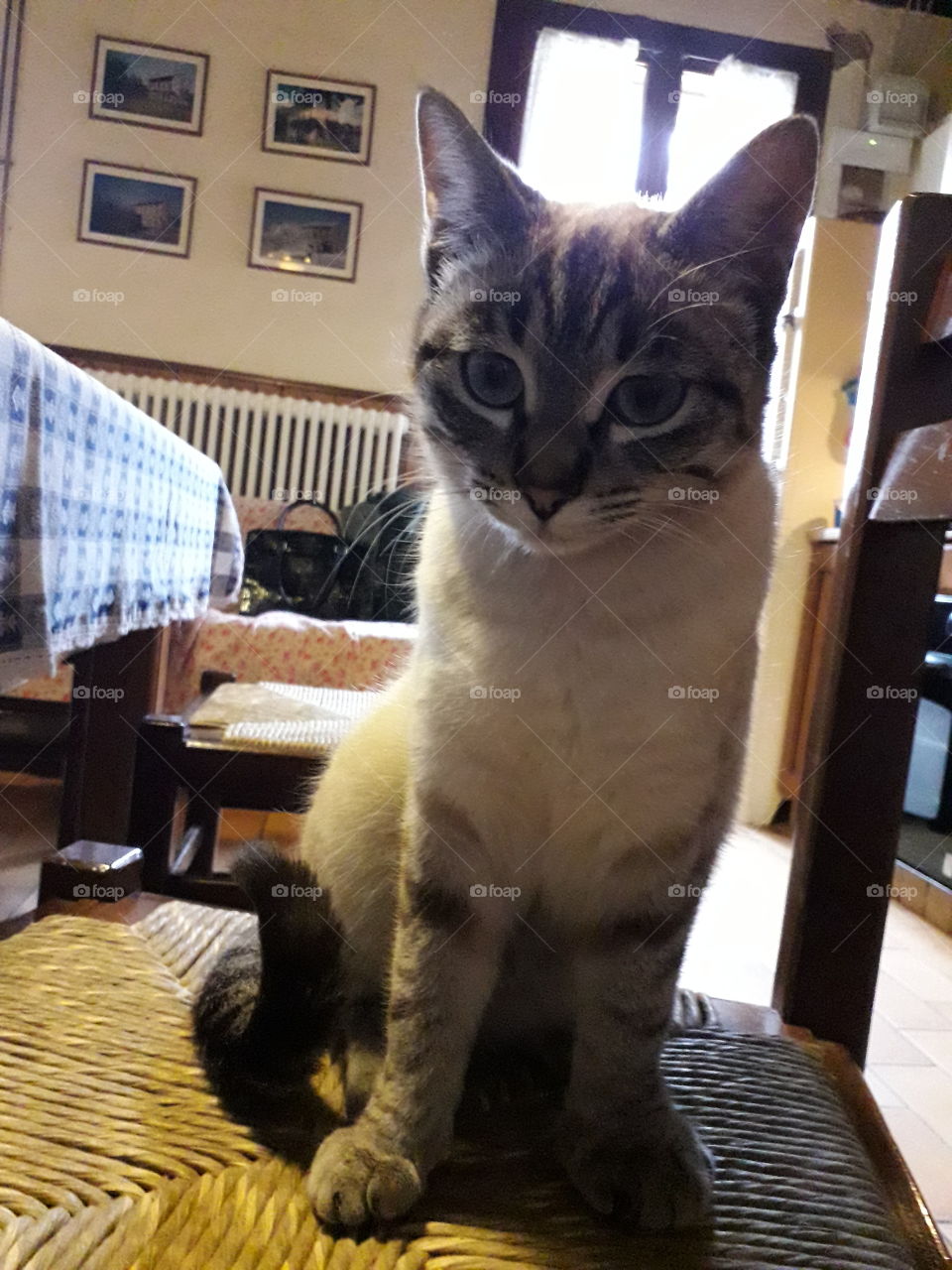 my cat sitting on a chair