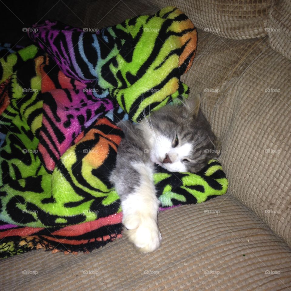 Vincent the cat in the house