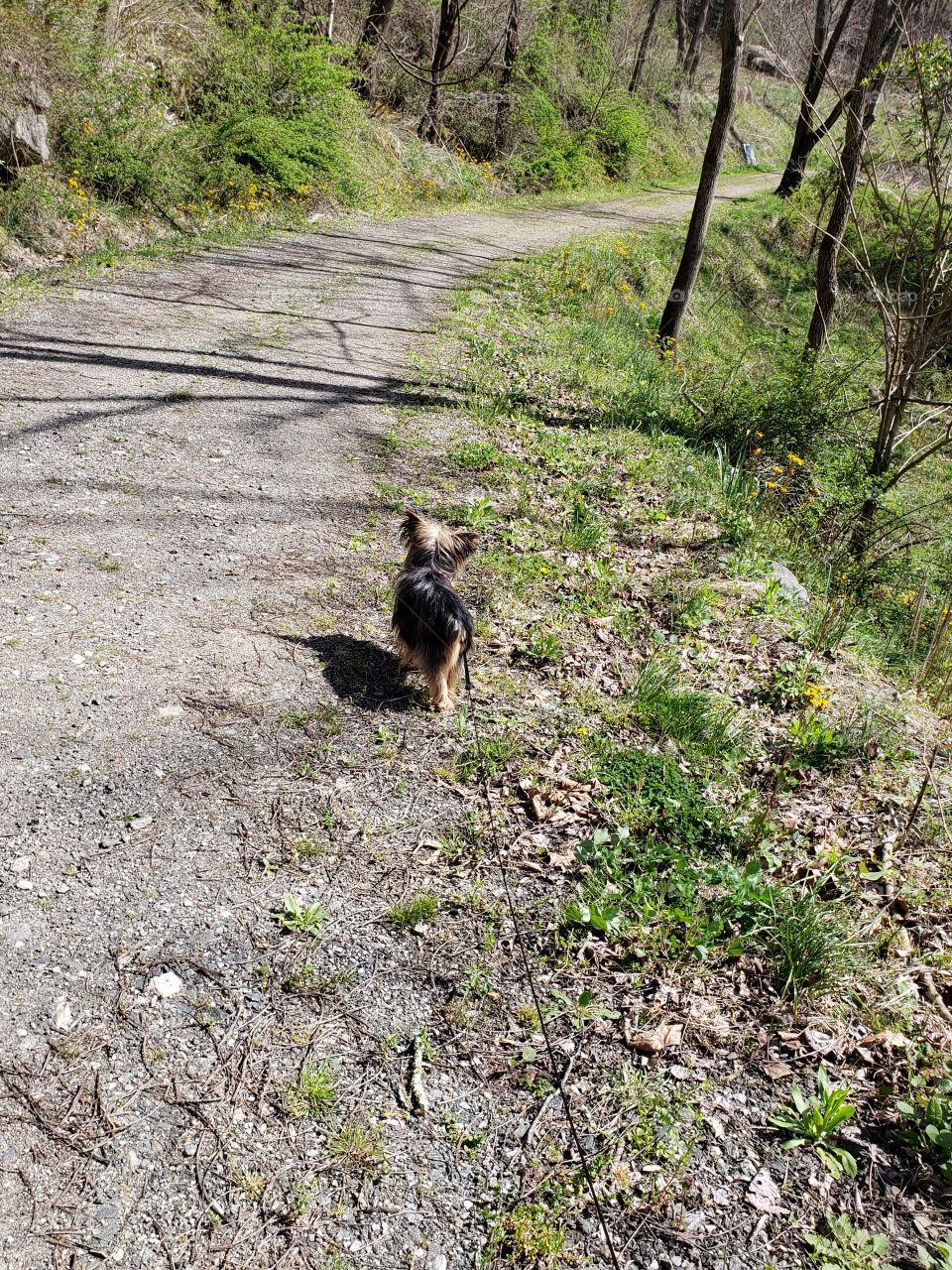 Taking a walk with my best buddy