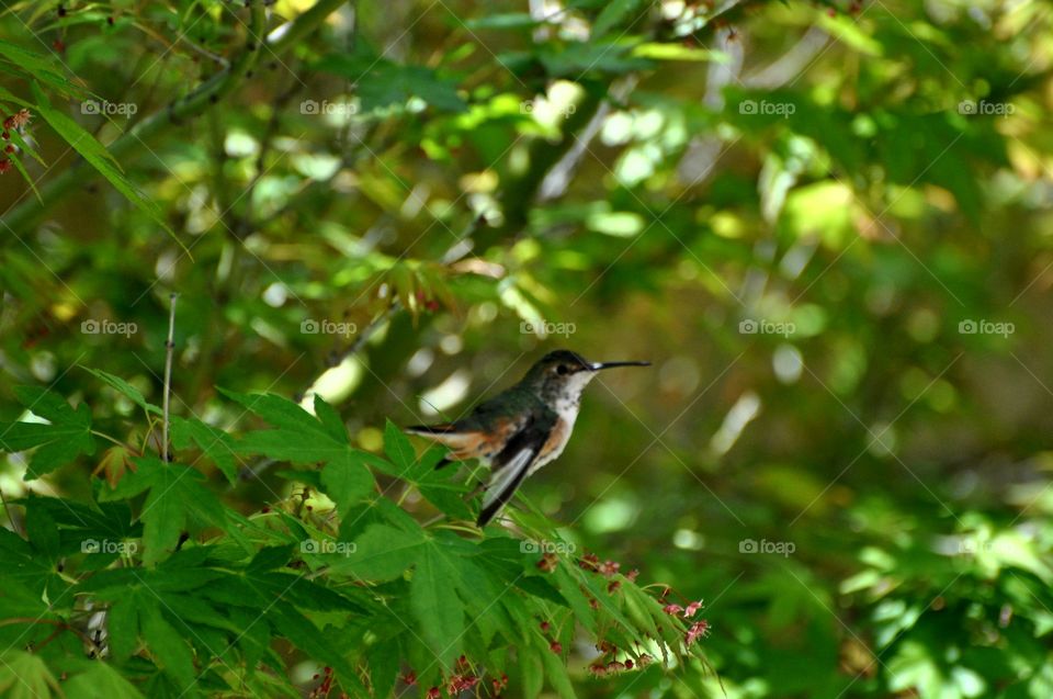 Hummingbird on the tree