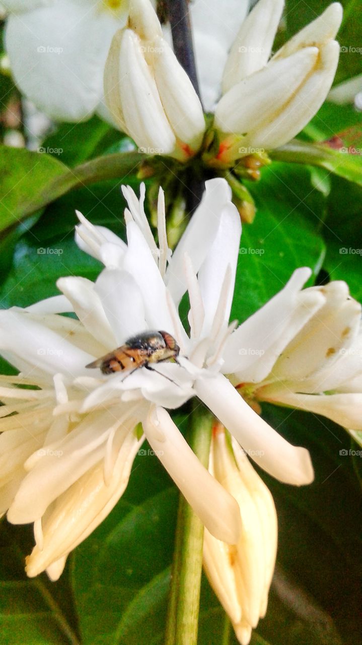 bee in the coffee flowers