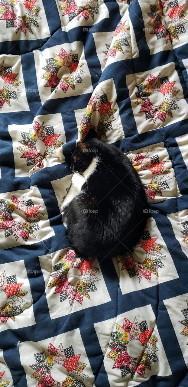 Kittens and Quilts