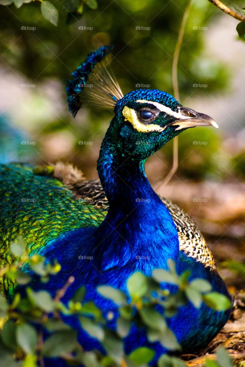 Beautiful peacock taking a rest 