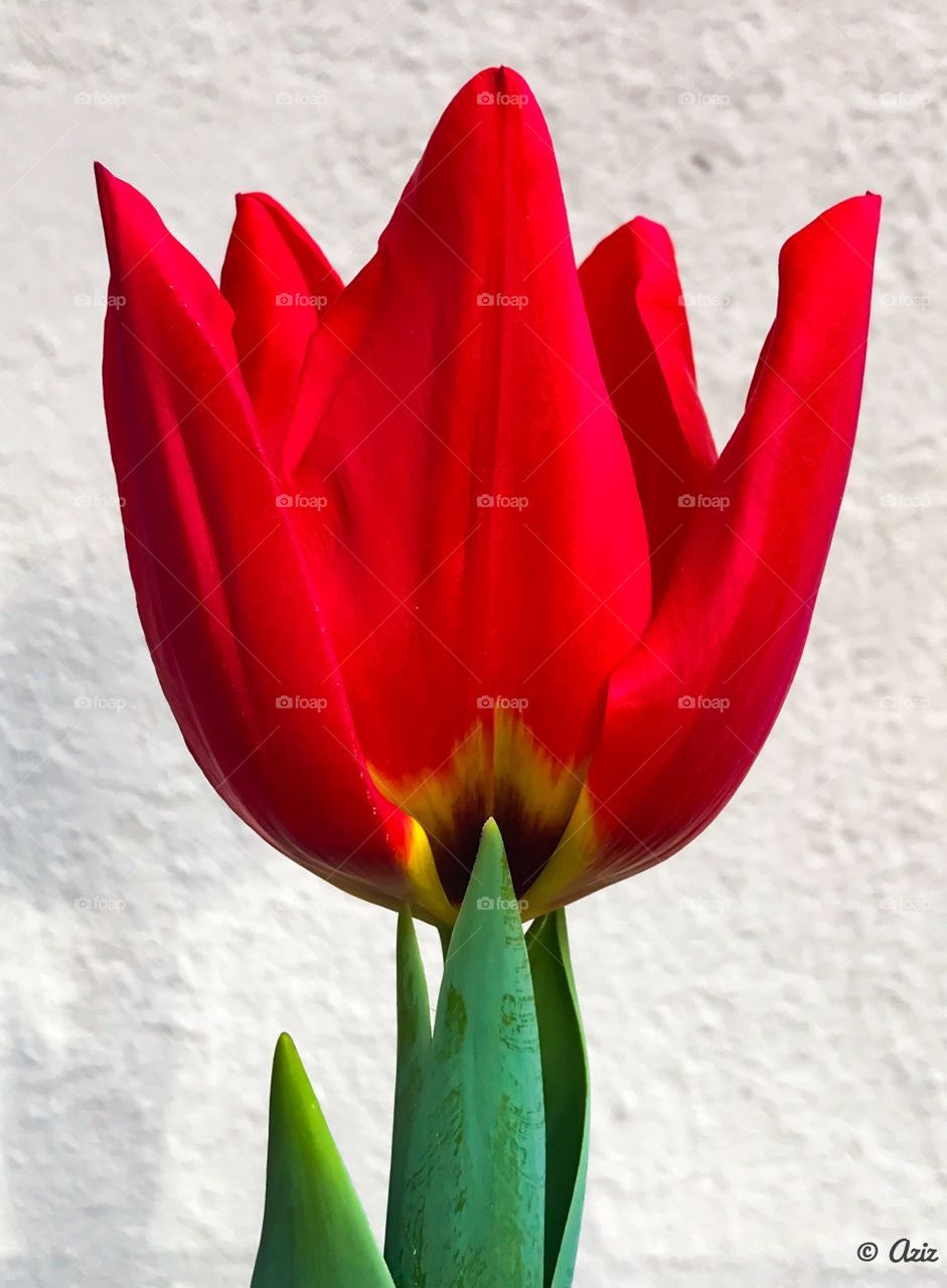Red tulip 