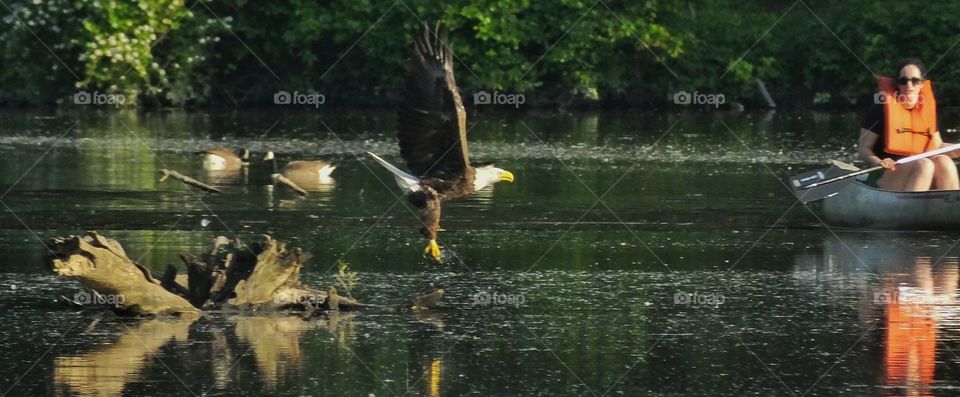 A bald eagle flying past a canoeist.