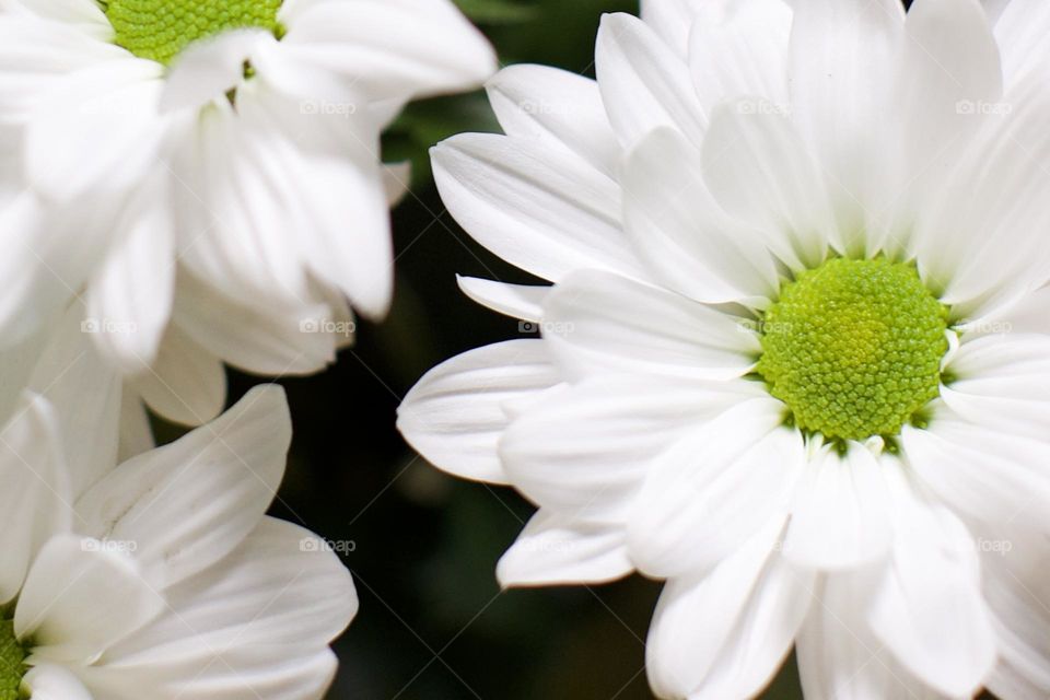 White Daisies are all always the best