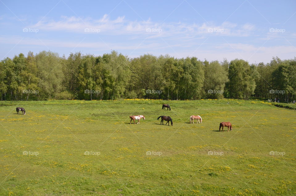 Horses In A Grassfield