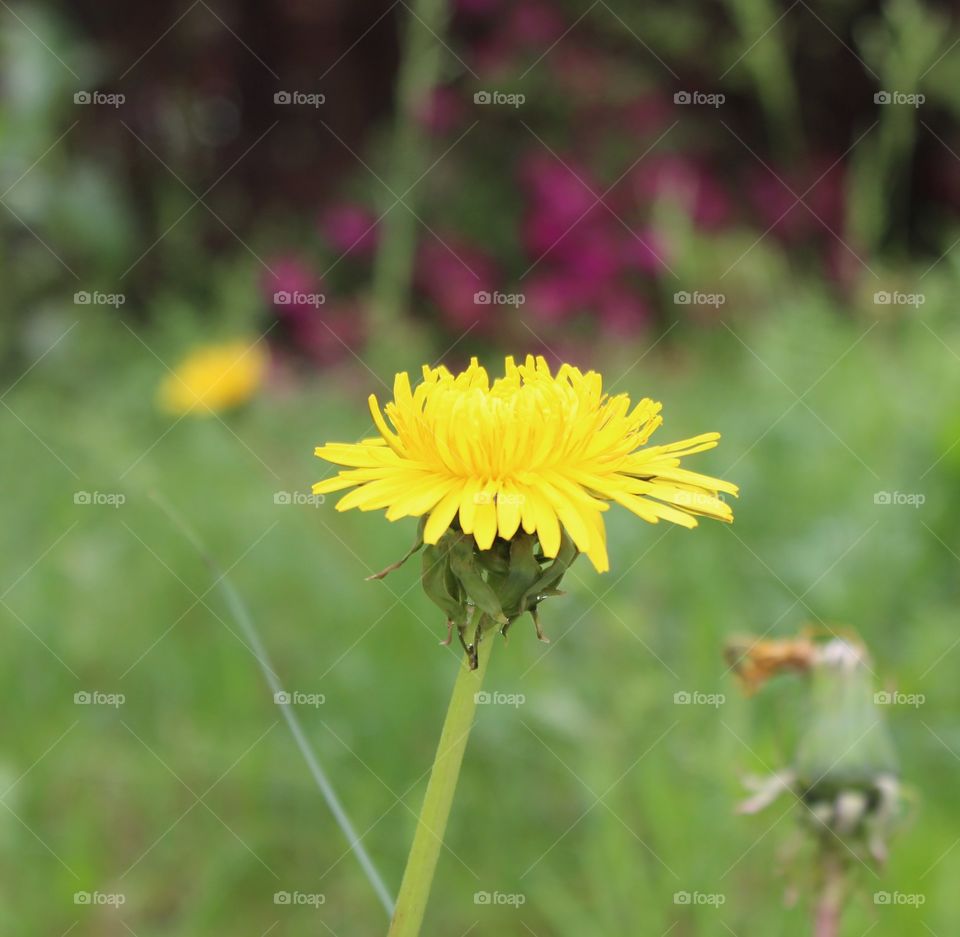 Bright yellow dandelion amid spring grasses 