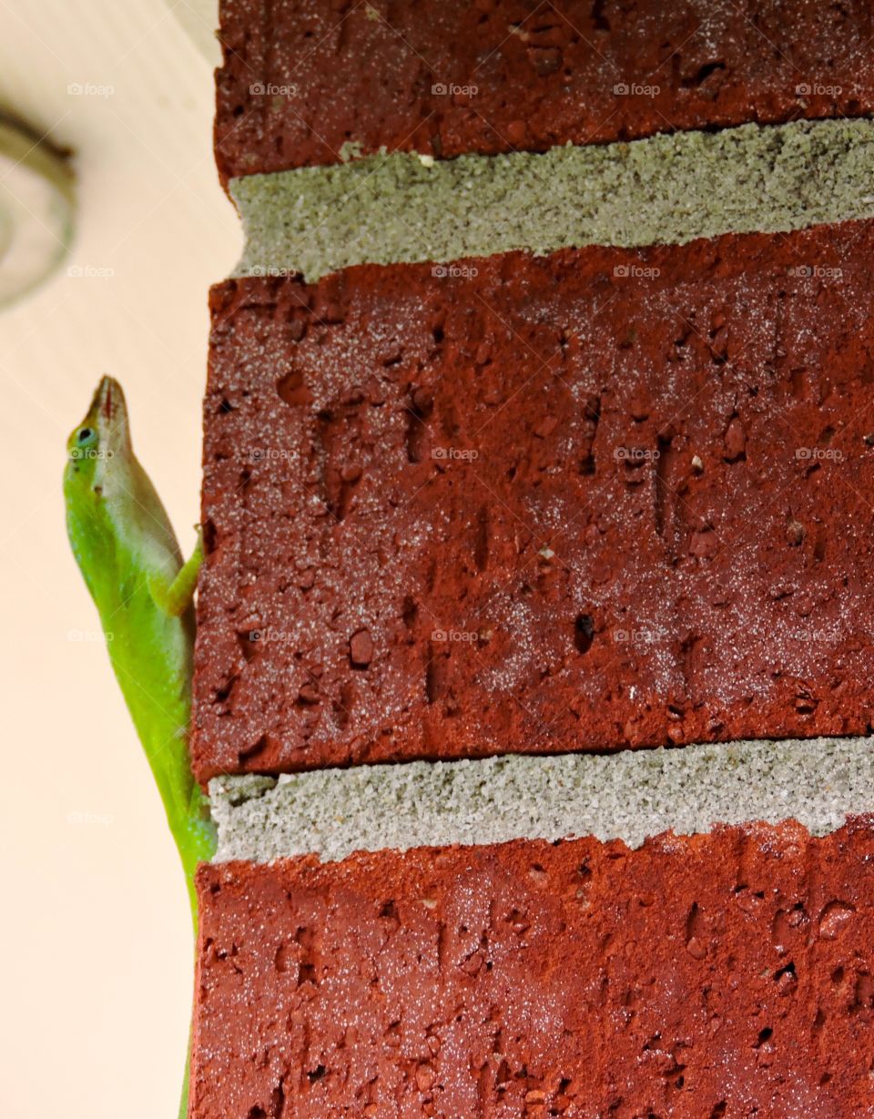 Lizard being lazy. Green lizard lazy on a brick wall